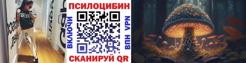 Купить  Краснознаменск  Галлюциногенные грибы Psilocybe 